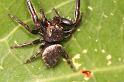 Euryattus_bleekeri_D7849_Z_88_North Stradbroke island_Australie